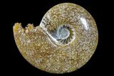 Polished Ammonite (Cleoniceras) Fossil - Madagascar #166301-1